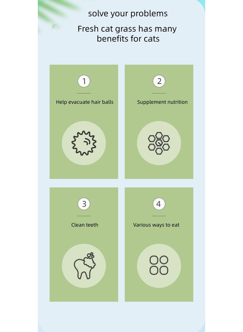 كوب عشبي للقطط الكسولة بدون تربة يأتي مع 4 عبوات من عشب القطط للمساعدة على الهضم وتنظيف التنفس والحث على القيء للقطط ذات كرات الشعر. - Image 2